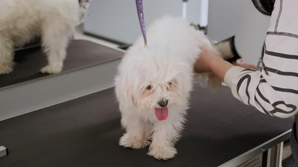 Closeup of Dog Bichon Bolognese in a Dog Grooming Shop