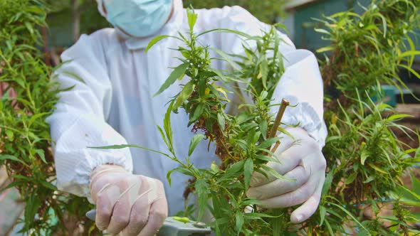 Cutting Flowers And Cannabis Seeds.