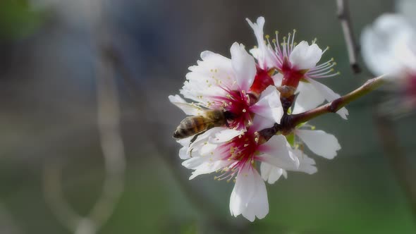 Bee On Flower 60