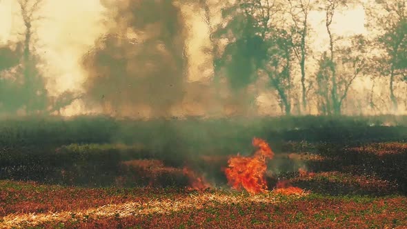 Dry grass is burning. Forest fire background. Damage to nature.