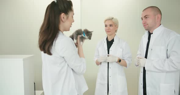 Two Vets in White Doctor Uniform Examine the Kitten