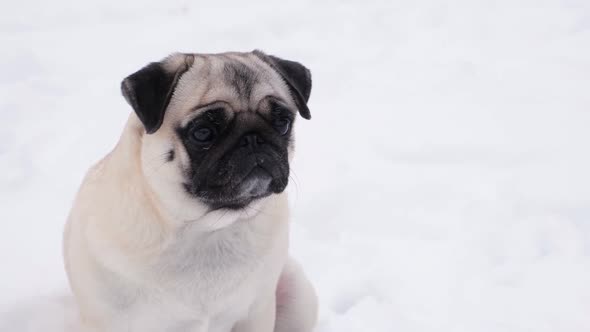 Funny Pug Dog Looking Surprised in Snowy Weather