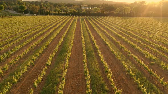 Grape Fields