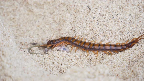 Centipede, Scolopendra Eats Gecko on the Sand