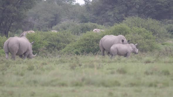 Rhino family at Khama Rhino Sanctuary 