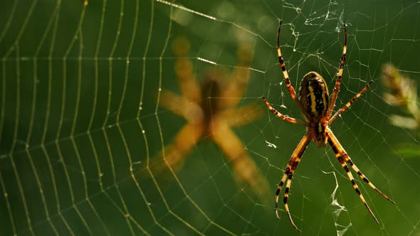 Argiope bruennichi, wasp spider