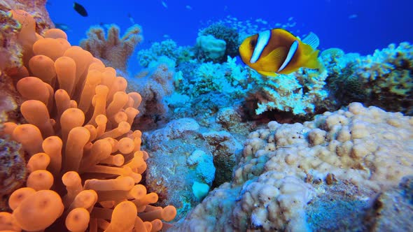 Clown Fish Anemones