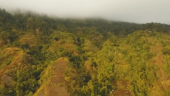 Rainforest in Cloud BaliIndonesia
