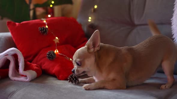 Dog playing at Christmas holidays