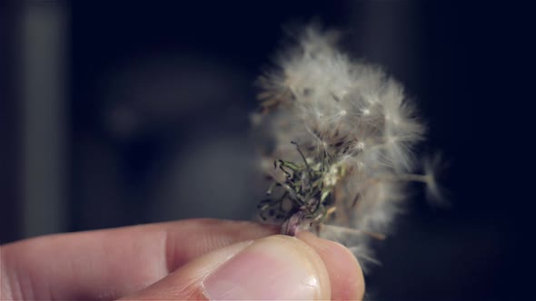 Dandelion Blowing