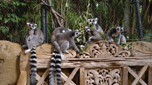 Funny Lemurs Eat Food