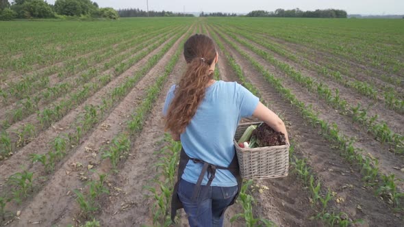 The Farmer is Holding a Box of Organic Vegetables