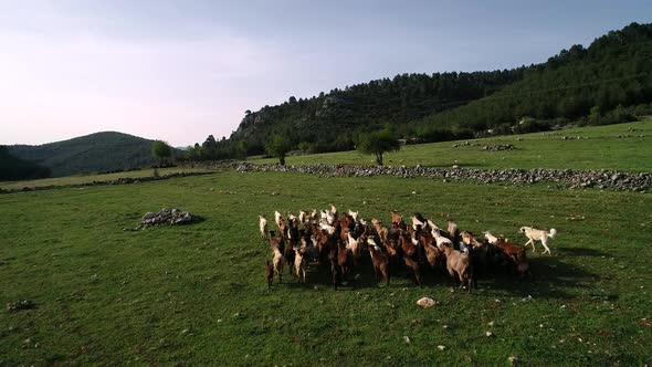 Farm Animals On Pasture