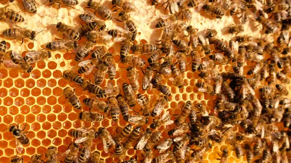 Honey Bees