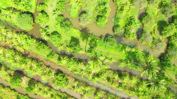 An aerial view over banana and durian plantations