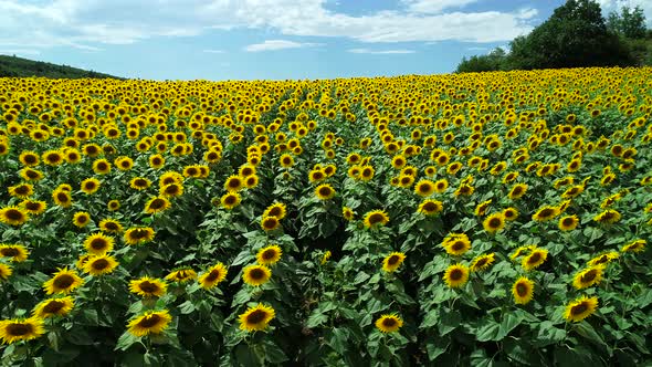 Field Of Sunflower