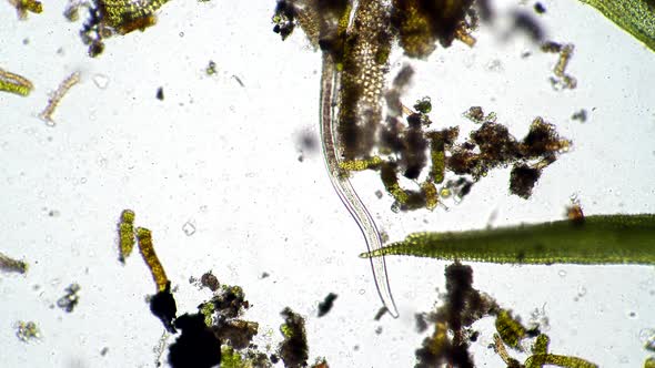 The Long Nematode Worm Looks for Food in the Algae