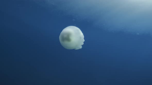 Sea Lunge Jellyfish Moving Into the Mediterranean Sea in Calabria