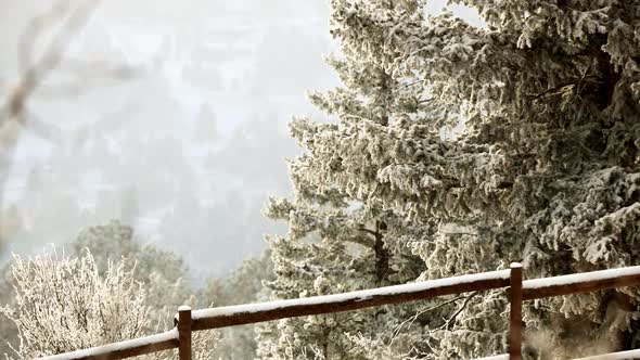 Snow falling in the mountains of Colorado with a wood fence in the foreground and pine trees in the