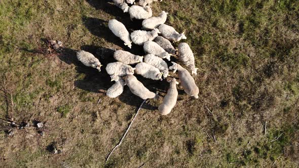 AERIAL: Drone shot flying over a grazing flock of sheep in a sunny day