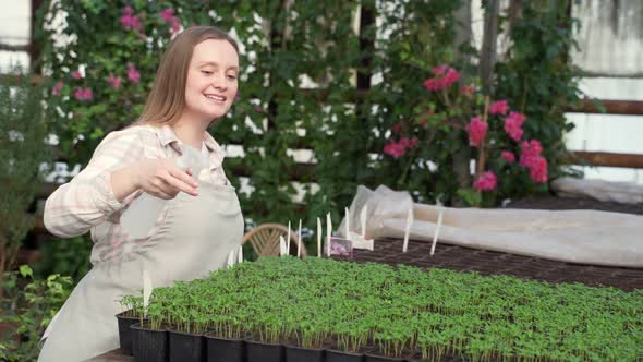 Woman Sprays Green Seedlings with Small Leaves with Water From a Spray Bottle