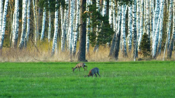 Two wild European roe deer (Capreolus capreolus) eating in a green meadow, sunny spring evening, bir