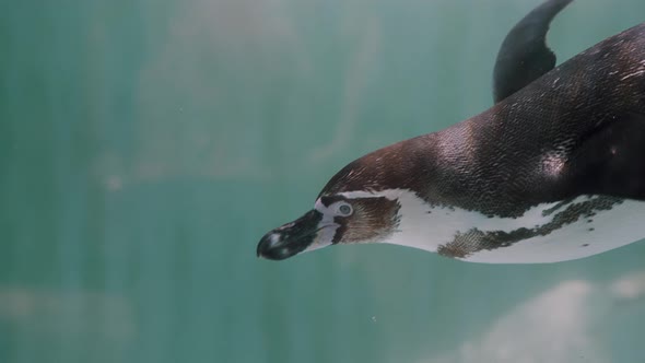 Closeup Of Magellanic Penguin Swimming Under The Cold Water.