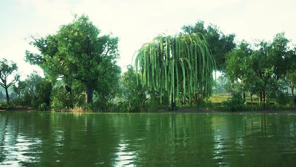 Pond of City Central Park in Summer Day