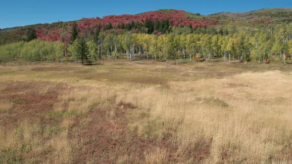 Aerial view of Fall color over forest