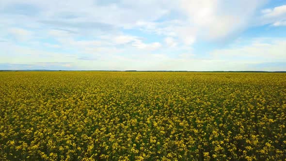 Field of Yellow Blooming Rape Seen From Aerial View