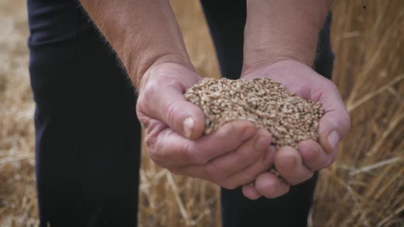 Hands of Adult Farmer Touching and Sifting Wheat Grains in a Sack. Wheat Grain in a Hand After Good