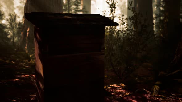 Old Wooden Beehive in Forest in Fog