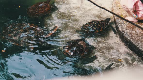 People Algae Feeding Giant Sea Turtles in Baraka Natural Aquarium Zanzibar