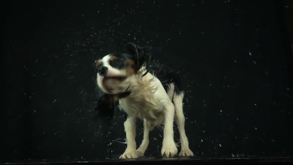 Dog Shaking Off Water