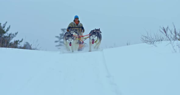 Husky Sled Dogs Run Along a Snowy Road in a Team