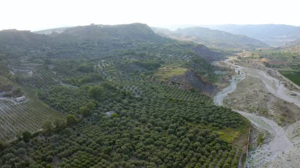 Olive Tree In Italy for Oil