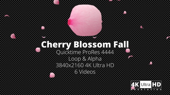 Cherry Blossom Fall 4K