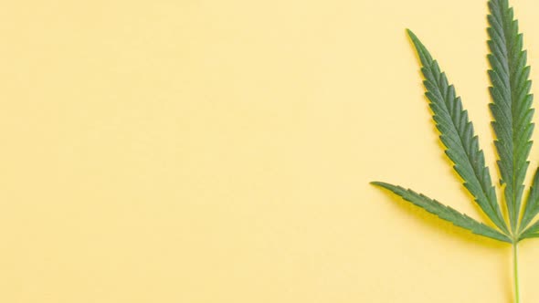 Young Leaf of Green Fresh Cannabis Lies on a Pastel Yellow Background