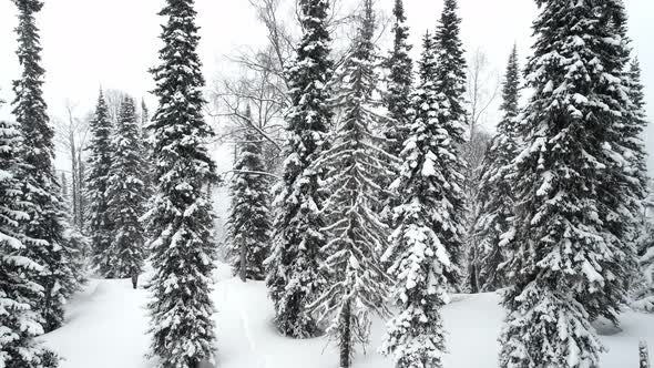 Snowcovered Fir Trees in the Winter Forest