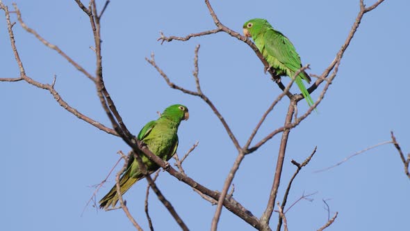 Two white-eyed parakeets; psittacara leucophthalmus with vivid green plumage perched on leafless tre