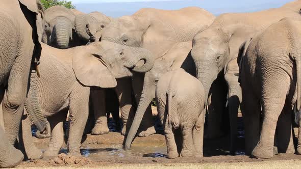 African Elephant Herd Drinking Water - South Africa