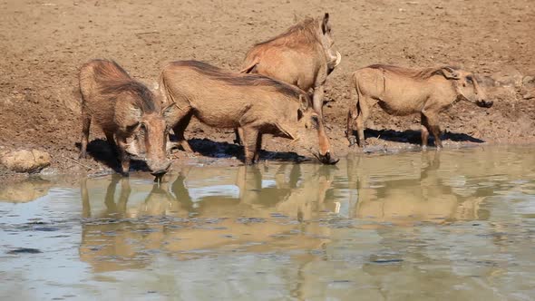 Warthogs At A Waterhole