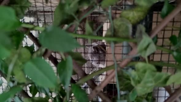Chartreux Cat On Cage Looking Around. - slow motion, dolly shot