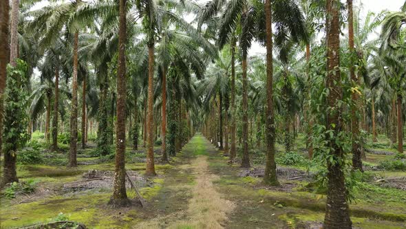 Drone shot flying through tall Palm Trees on a huge Palm Oil farm