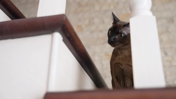 Point of domestic cat on stairs in house