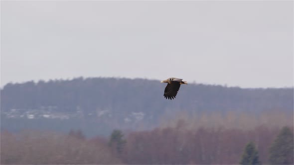 White-tailed sea eagle flying above a forest in Sweden, wide shot