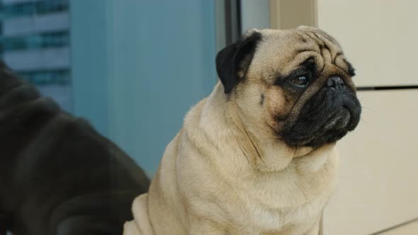 Closeup Portrait of the Pug