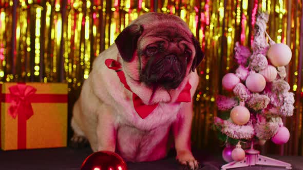 Adorable Beige Dog in Bow Tie in New Year's Atmosphere