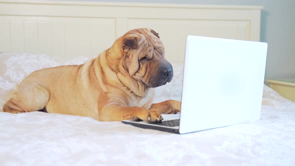 funny sharpei dog lying on a bed or sofa and looking at a laptop monitor