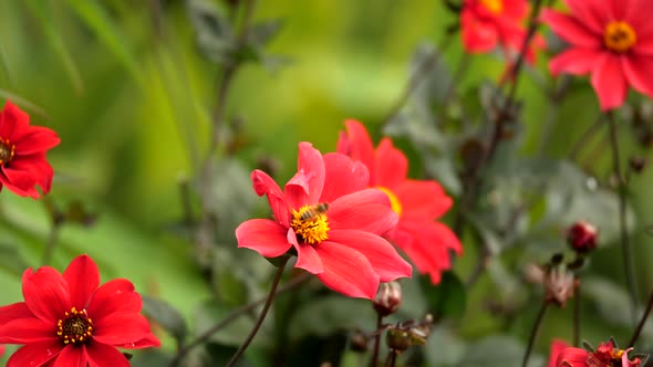 Dahlia Bishop of Llandaff flower. Vivid red flower with yellow centre. Bee's collecting pollen. LOCK